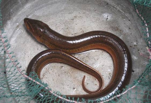 望月鳝是真的吗?,望月鳝真的存在吗?百度百科