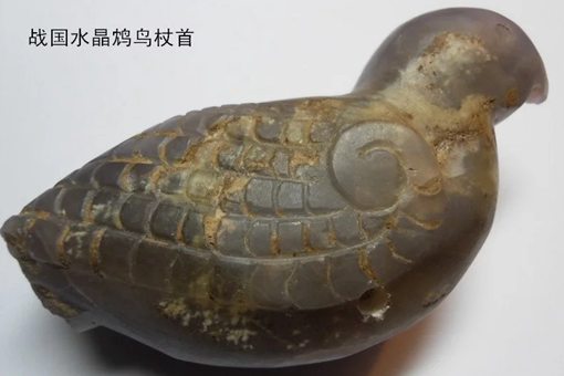 鸩鸟是什么鸟?鸩鸟图片揭秘 鸩鸟是什么鸟?鸩鸟图片揭秘