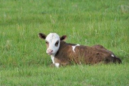 东北的犊子有多少 东北的犊子是啥意思 东北的犊子有多少 东北的犊子是啥意思