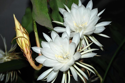 昙花一般在晚上盛开是因为要什么 昙花为什么一般在晚上盛开