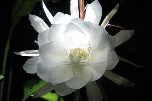 昙花一般在晚上盛开是因为要什么 昙花为什么一般在晚上盛开