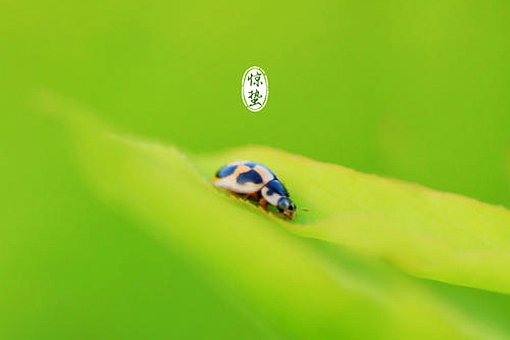 惊蛰的蛰是什么意思,惊蛰的“蛰”是什么意思