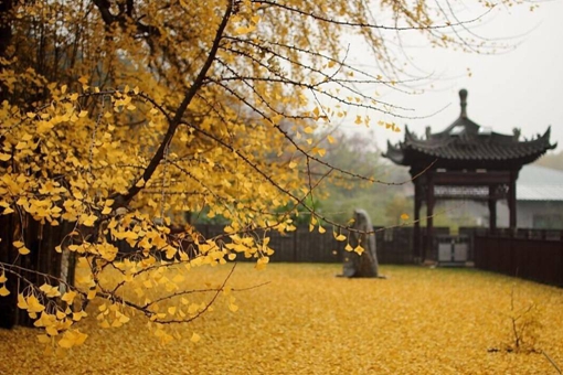 李世民银杏树为谁种的