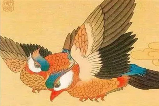 比翼鸟到底是种什么鸟,比翼鸟是指什么样的人