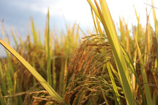 五谷丰登是哪五谷?五谷都有什么? 五谷丰登是哪五谷?五谷都有什么?