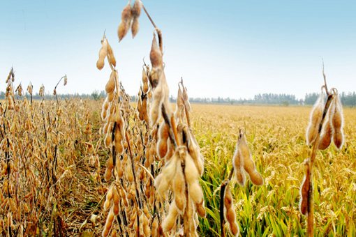 五谷丰登是哪五谷?五谷都有什么? 五谷丰登是哪五谷?五谷都有什么?