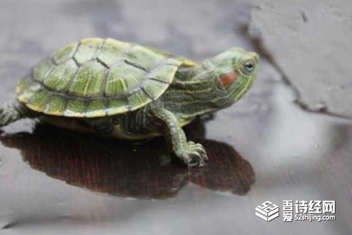 古人为什么要在井里放乌龟