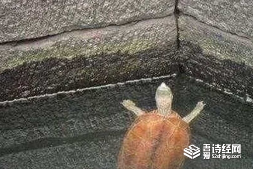 古人为什么要在井里放乌龟