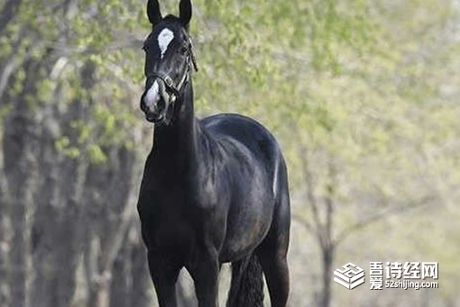 汗血宝马流的汗真的是血吗 古代汗血宝马是什么样的