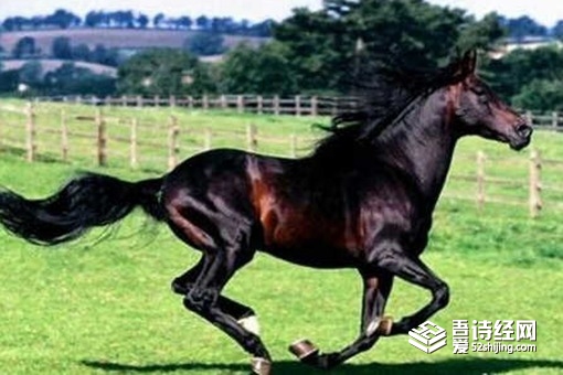 汗血宝马流的汗真的是血吗 古代汗血宝马是什么样的