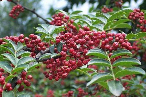 古代人是怎么吃火锅的 用的是什么佐料 古代人是怎么吃火锅的 用的是什么佐料