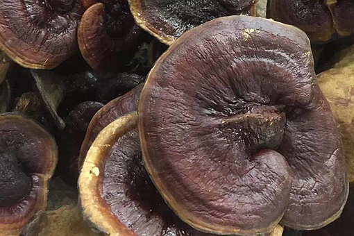 棺材菌吃了鬼都怕?棺材菌有科学依据吗? 棺材菌吃了鬼都怕?棺材菌有科学依据吗?