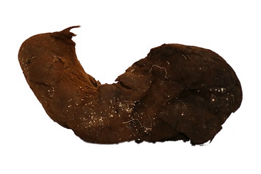 棺材菌吃了鬼都怕?棺材菌有科学依据吗? 棺材菌吃了鬼都怕?棺材菌有科学依据吗?