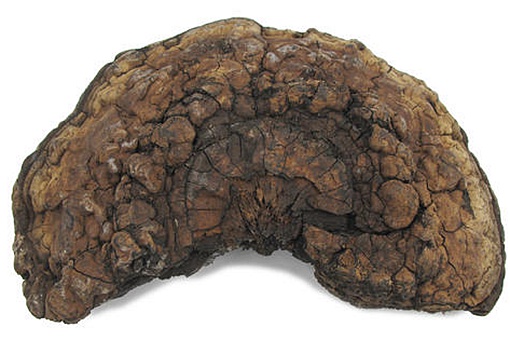 棺材菌吃了鬼都怕?棺材菌有科学依据吗? 棺材菌吃了鬼都怕?棺材菌有科学依据吗?