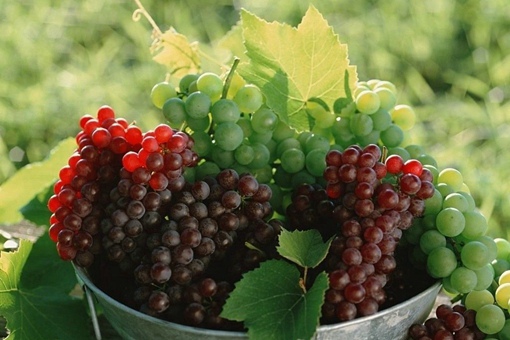 中国种植葡萄始于什么时候,到底是东汉还是西汉? 中国种植葡萄始于什么时候,到底是东汉还是西汉?