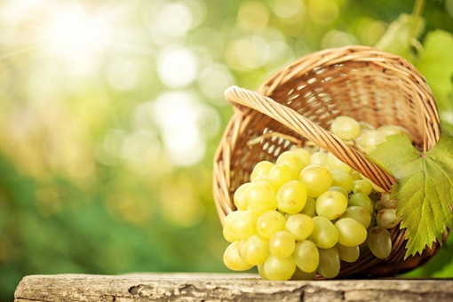 中国种植葡萄始于什么时候,到底是东汉还是西汉? 中国种植葡萄始于什么时候,到底是东汉还是西汉?