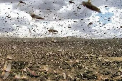 丁戊奇荒饿死了多少人 丁戊奇荒真的饿死了一千万人吗 丁戊奇荒饿死了多少人 丁戊奇荒真的饿死了一千万人吗