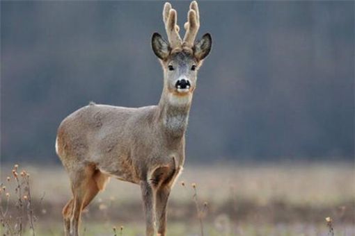 傻狍子的狍子是啥 傻狍子为什么叫傻狍子 傻狍子的狍子是啥 傻狍子为什么叫傻狍子