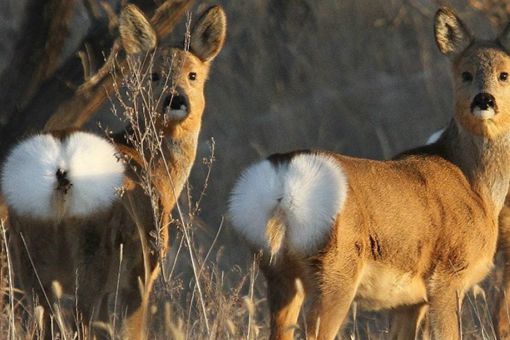 傻狍子的狍子是啥 傻狍子为什么叫傻狍子 傻狍子的狍子是啥 傻狍子为什么叫傻狍子