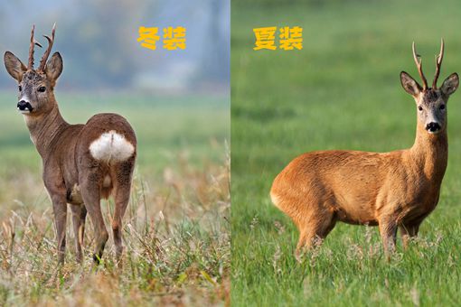 傻狍子的狍子是啥 傻狍子为什么叫傻狍子 傻狍子的狍子是啥 傻狍子为什么叫傻狍子