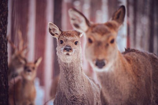 傻狍子的狍子是啥 傻狍子为什么叫傻狍子 傻狍子的狍子是啥 傻狍子为什么叫傻狍子