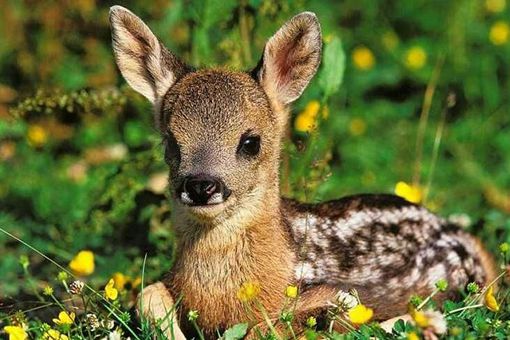 傻狍子的狍子是啥 傻狍子为什么叫傻狍子 傻狍子的狍子是啥 傻狍子为什么叫傻狍子