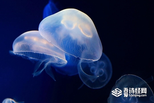 雪弥勒真的存在吗 雪弥勒原型揭秘