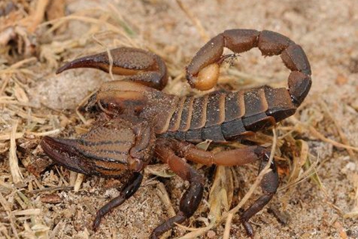 苗族的蛊术是什么?为何令人毛骨悚然? 苗族的蛊术是什么?为何令人毛骨悚然?