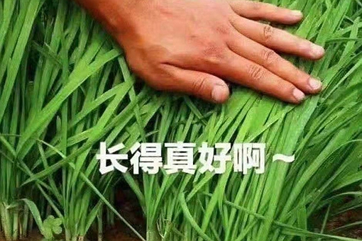 韭零后是什么意思 韭零后名词解释 韭零后打油诗盘点