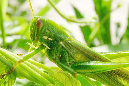 蝗灾时蝗虫真的吃人吗?,蝗灾吃动物吗?