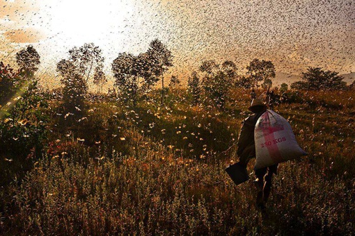 蝗灾时蝗虫真的吃人吗 蝗虫饿极了会吃人吗 蝗灾时蝗虫真的吃人吗 蝗虫饿极了会吃人吗