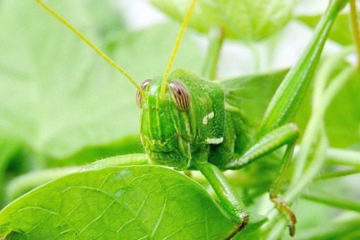 蝗灾时蝗虫真的吃人吗 蝗虫饿极了会吃人吗 蝗灾时蝗虫真的吃人吗 蝗虫饿极了会吃人吗