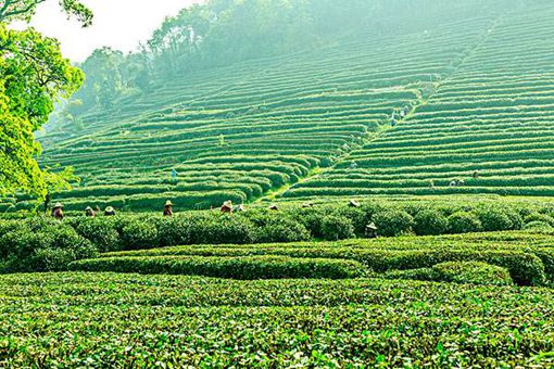 西湖龙井的来历是什么?为什么要取这个名字? 西湖龙井的来历是什么?为什么要取这个名字?