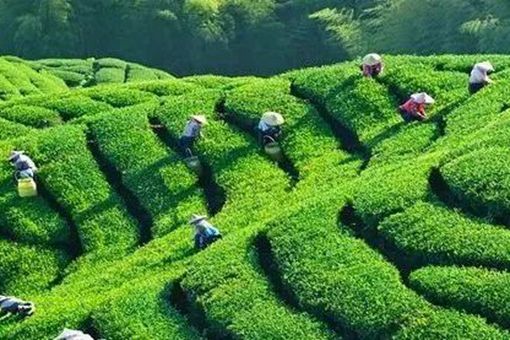 西湖龙井的来历是什么?为什么要取这个名字? 西湖龙井的来历是什么?为什么要取这个名字?