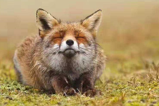 打哈欠是什么仙家来了?打哈欠流眼泪是什么仙家上身? 打哈欠是什么仙家来了?打哈欠流眼泪是什么仙家上身?