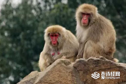 树倒猢狲散的树是指谁 树倒猢狲散历史故事