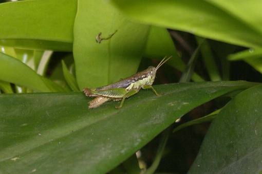 蝗灾怎么形成的?蝗灾到底是怎么引起的? 蝗灾怎么形成的?蝗灾到底是怎么引起的?