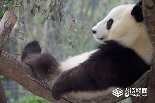 熊猫真的是蚩尤的坐骑吗 其实熊猫并非是最好的坐骑选择