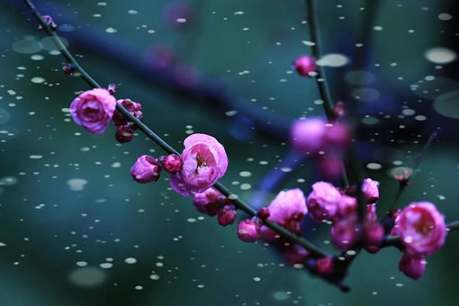 疏影横斜水清浅暗香浮动月黄昏的意思 山园小梅赏析 疏影横斜水清浅暗香浮动月黄昏的意思 山园小梅赏析