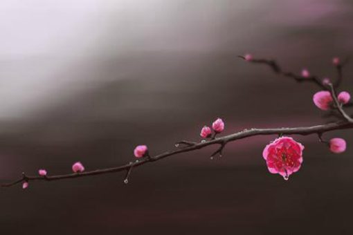 疏影横斜水清浅暗香浮动月黄昏的意思 山园小梅赏析 疏影横斜水清浅暗香浮动月黄昏的意思 山园小梅赏析