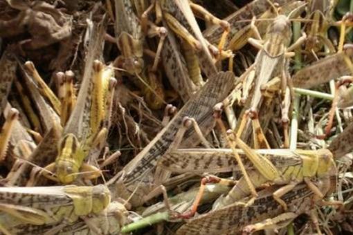 古代蝗灾为什么不吃蝗虫 古人不知道蝗虫可以吃吗 古代蝗灾为什么不吃蝗虫 古人不知道蝗虫可以吃吗