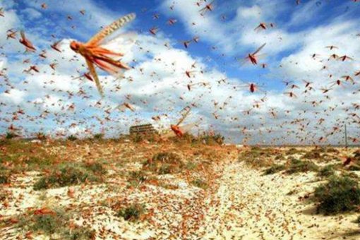 古代蝗灾为什么不吃蝗虫 古人不知道蝗虫可以吃吗 古代蝗灾为什么不吃蝗虫 古人不知道蝗虫可以吃吗