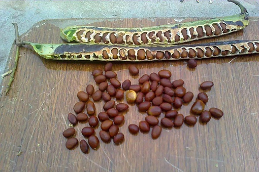 古人常用什么洗头发