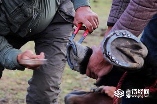 钉马掌是什么意思 古代战马为什么要钉马掌