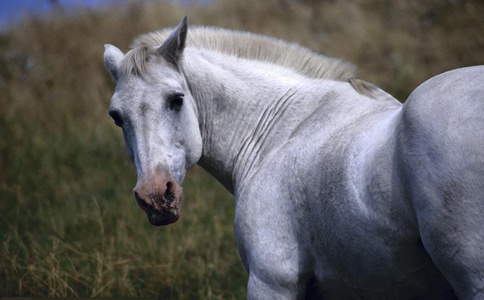 赵云的马叫什么名字 赵云的马是怎么死的 赵云的马叫什么名字 赵云的马是怎么死的