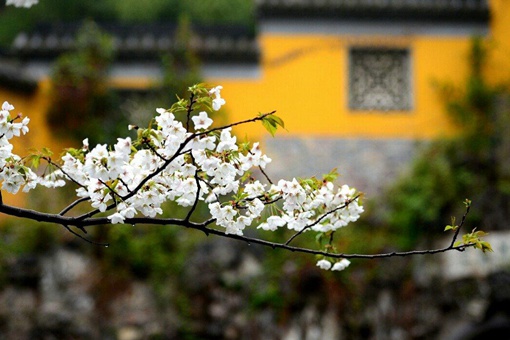 南京鸡鸣寺为什么出名,南京鸡鸣寺是什么