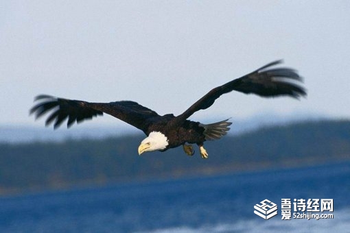 海东青指的是什么?传说中海东青真的存在吗?