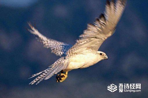 海东青指的是什么?传说中海东青真的存在吗?