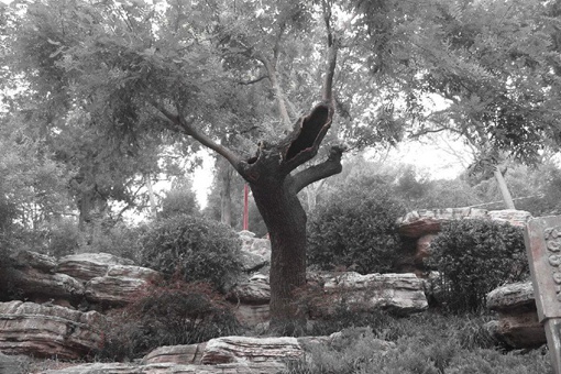 崇祯皇帝自尽地方在哪 崇祯皇帝自尽的树的故事