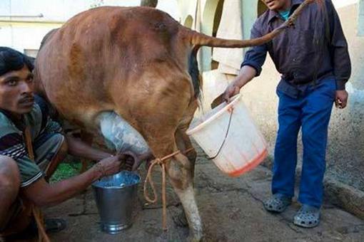 印度人为什么要喝牛尿?这与他们的信仰有什么关系? 印度人为什么要喝牛尿?这与他们的信仰有什么关系?